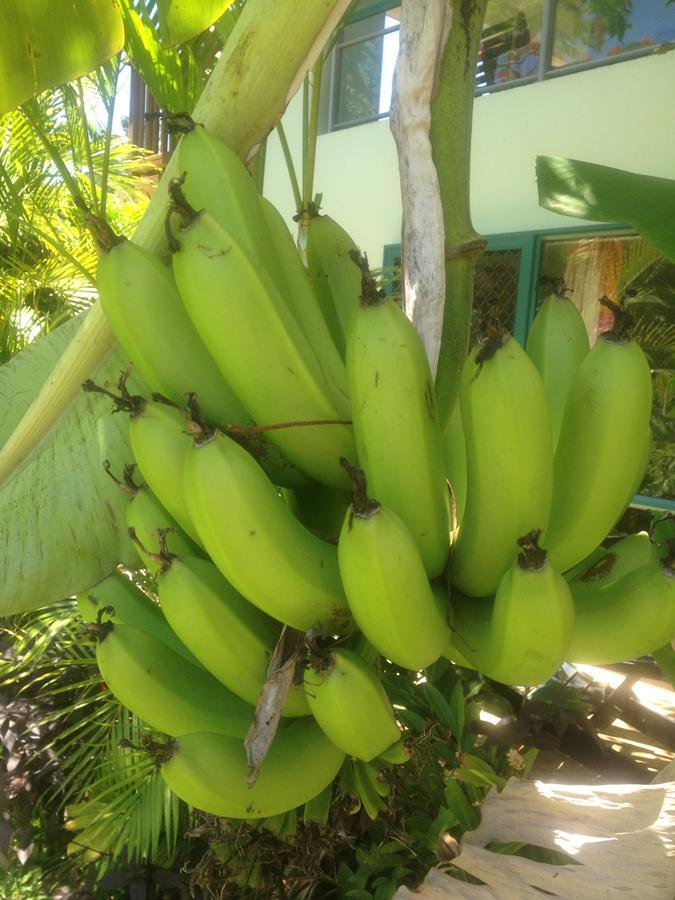 Aroa Kainga Bungalows And Apartment Rarotonga Esterno foto