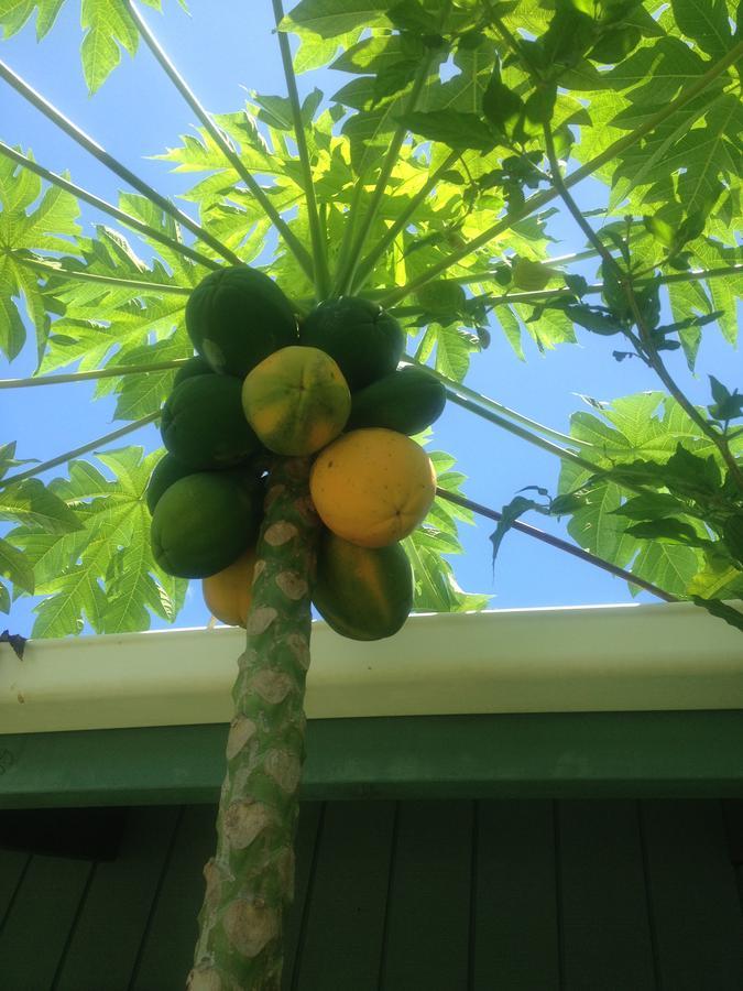 Aroa Kainga Bungalows And Apartment Rarotonga Esterno foto